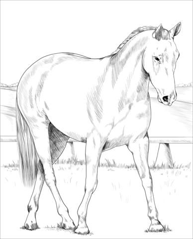 Australian Stock Horse Coloring Page